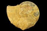 Toarcian Ammonite (Harpoceras) Fossil - France #153154-1